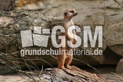 Erdmännchen-013.jpg